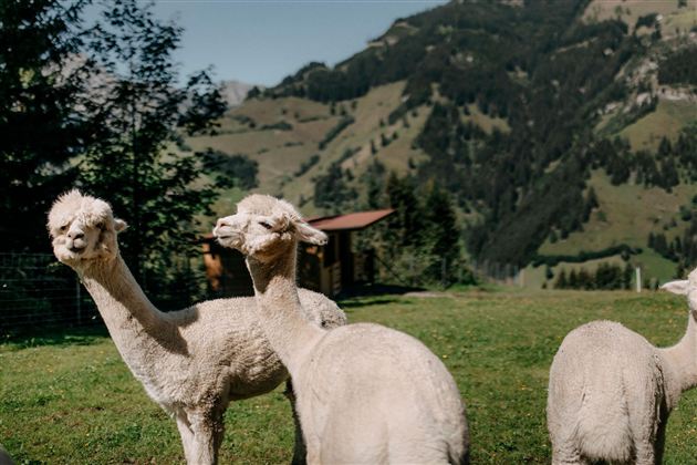 Three alpacas are standing on a green meadow with picturesque mountains in the background. The animals appear to be relaxed and curious.
