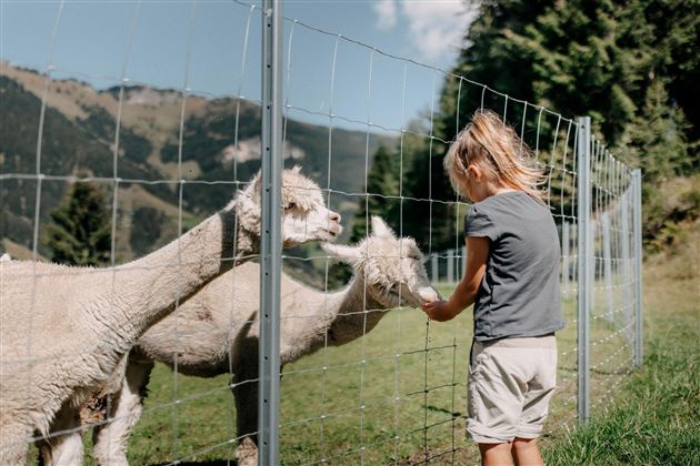 A child feeds two alpacas through a fence. In the background, gentle hills and trees can be seen.