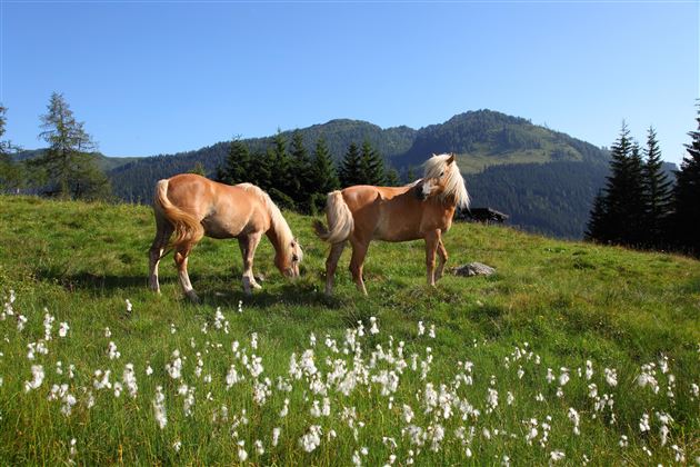 Haflinger