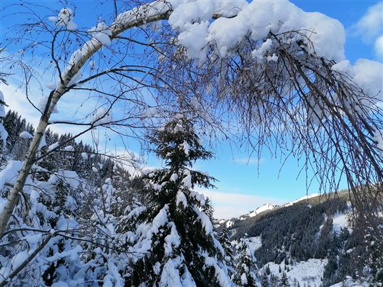 Eine verschneite Landschaft mit schneebedeckten Bäumen und klarem, blauem Himmel. Die Aussicht zeigt die Schönheit der winterlichen Natur.