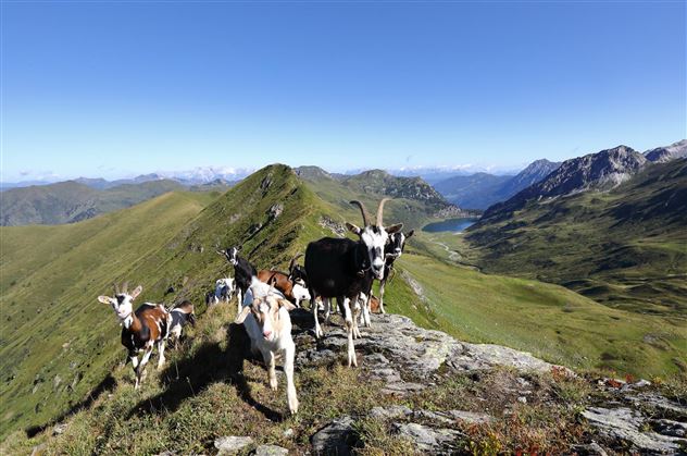 Tauernscheckenziege und andere Ziegenrassen