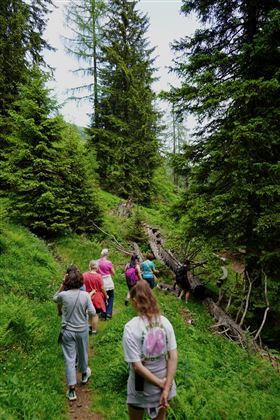 Eine Gruppe von Menschen wandert durch einen grünen Wald mit hohen Tannen. Der Weg führt über dichtes Gras und umgestürzte Baumstämme.