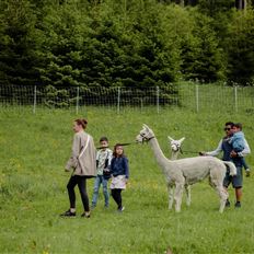 Alpaca hike with Karin