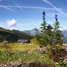Geführte E-Bike & Hike-Tour zur Großwildalm - Penkkopf