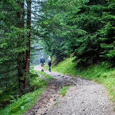 BERG-GESUND Waldbaden - Shinrin Yoku