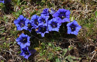 BERG-GESUND alpine flower hike 