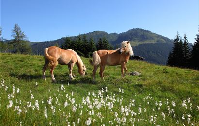 Haflinger