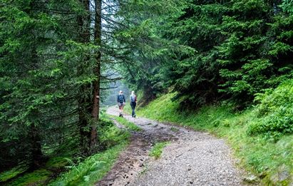 BERG-GESUND Waldbaden - Shinrin Yoku