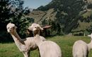 Three alpacas are standing on a green meadow with picturesque mountains in the background. The animals appear to be relaxed and curious.