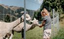 A child feeds two alpacas through a fence. In the background, gentle hills and trees can be seen.