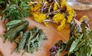 A wooden board with various fresh herbs and yellow flowers. Next to it is a glass of water with some blossoms.