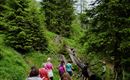Eine Gruppe von Menschen wandert durch einen grünen Wald mit hohen Tannen. Der Weg führt über dichtes Gras und umgestürzte Baumstämme.