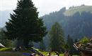 Eine Gruppe von Menschen macht Yoga auf einer Wiese in den Bergen. Im Hintergrund sind hohe Bäume und sanfte Hügel zu sehen.