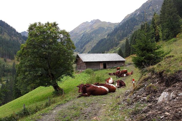 Eine ländliche Szene mit Kühen, die auf einer Wiese liegen. Im Hintergrund steht eine Hütte und die Berge sind sichtbar.