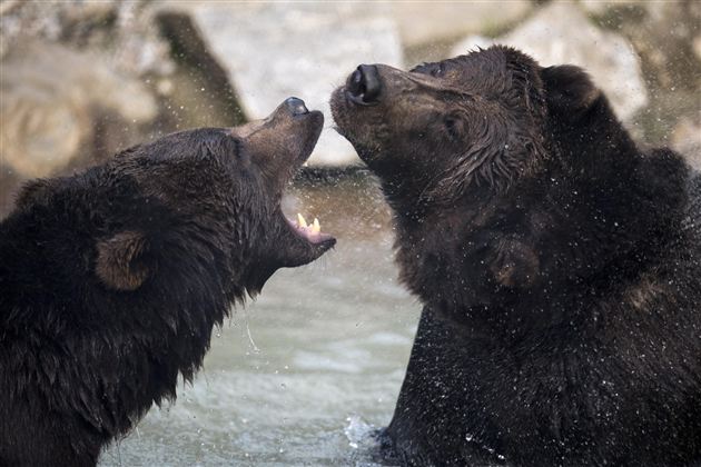 Two bears are playing in the water and greet each other friendly. Splashing water surrounds them in a natural environment.