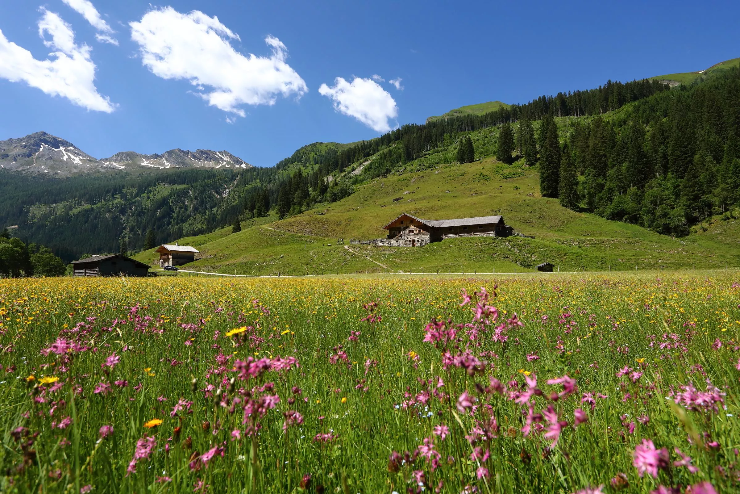Hubalm, 1.311 m