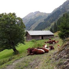 Aigenalm-Mandl-Heimalm, 1.236 m