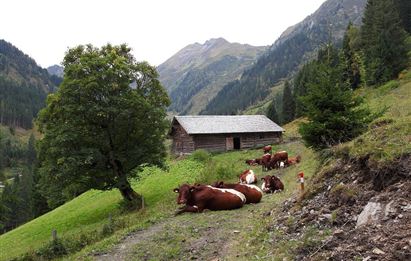 Aigenalm-Mandl-Heimalm, 1.236 m