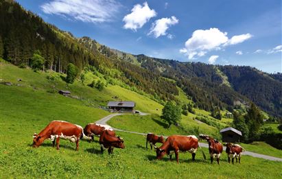 Aigenalm mit Paulhütte