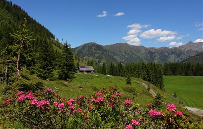 A picturesque mountain landscape with blooming rhododendrons in the foreground. In the background, green meadows and majestic mountains can be seen under a clear blue sky.