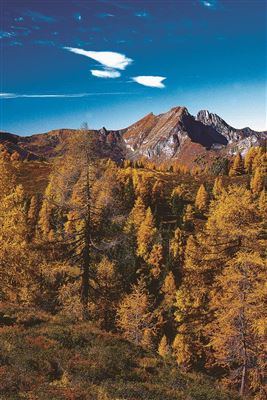A picturesque mountain landscape with colorful autumn forests. The clear sky and the impressive peaks provide a beautiful view.