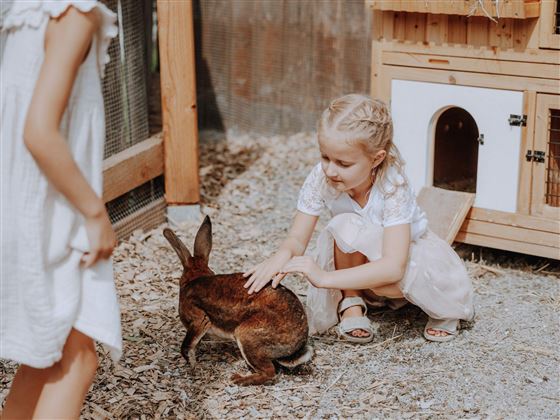 A girl is petting a brown rabbit in an enclosure. Another child is standing nearby and watching the interaction.