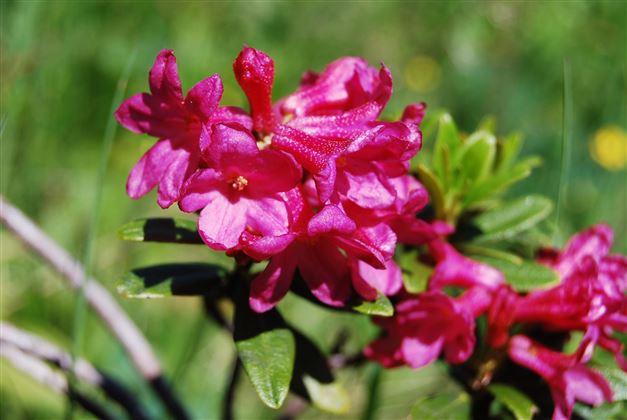 alpenblumenwanderung-almrosen-berggesund