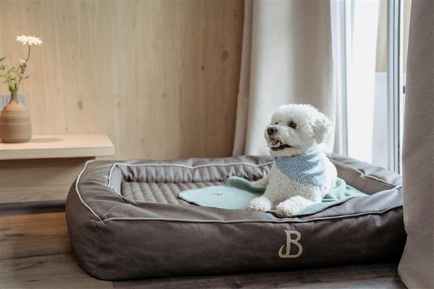 A cute dog is sitting in a cozy dog bed. The room has a bright, inviting atmosphere with wooden decor and plants.