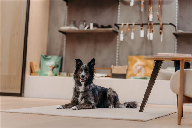 A pretty black dog is sitting on a rug in a modern room. Various dog items are visible in the background.