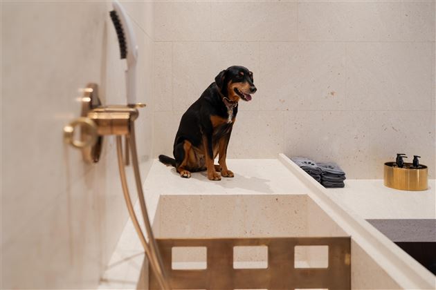 A dog is sitting on a light stone bathtub. In the background, some grooming products and towels can be seen.