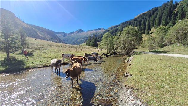Eine Gruppe von Kühen steht in einem klaren Bach in einer malerischen Berglandschaft. Im Hintergrund sind grüne Hügel und ein blauer Himmel zu sehen.