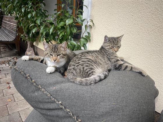 Auf einem großen Kissen liegen zwei gestreifte Katzen entspannt. Im Hintergrund ist eine weitere Katze zu sehen, umgeben von einer grünen Pflanze.