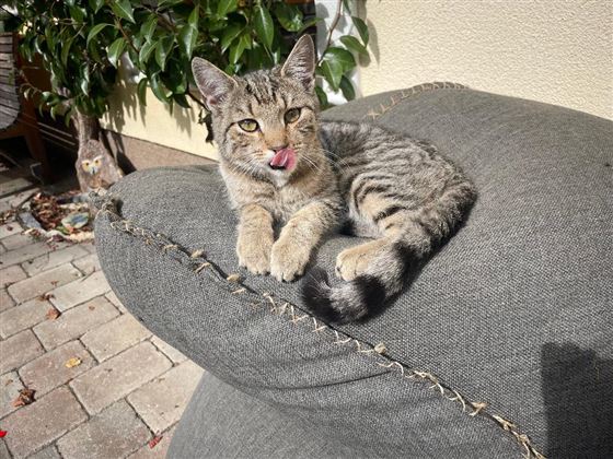 Eine süße Katze liegt auf einem Kissen und leckt sich die Schnauze. Sie hat gestreiftes Fell und schaut neugierig.