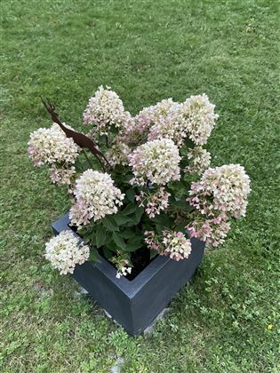 Ein schöner Blumentopf mit blühenden Hortensien in cremefarbenen und rosa Tönen. Der Topf steht auf grüner Wiese.