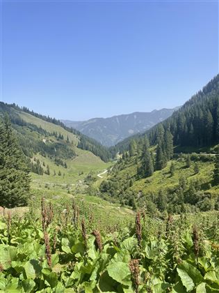 Eine grüne Berglandschaft mit sanften Hügeln und hohen Bäumen. Der klare Himmel und die hügelige Umgebung schaffen eine ruhige Atmosphäre.