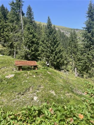 Ein ruhiger Wald mit hohen Tannen und grünem Gras. Eine kleine Bank lädt zum Entspannen in der Natur ein.