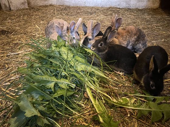 Eine Gruppe von Kaninchen frisst frisches Gemüse auf dem Boden. Der Stall ist mit Stroh ausgelegt und die Tiere sind aufmerksam beim Essen.