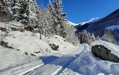 Eine verschneite Landschaft mit einem schmalen Weg, der durch Nadelbäume führt. Der Himmel ist klar und blau, die Berge sind im Hintergrund zu sehen.