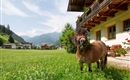 Ein kleines Pony steht auf einer grünen Wiese vor einem charmanten Haus. Im Hintergrund sind die Berge und ein blauer Himmel zu sehen.