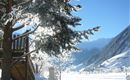 Baum vor dem Haus