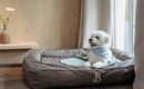 A cute dog is sitting in a cozy dog bed. The room has a bright, inviting atmosphere with wooden decor and plants.