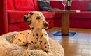 Hunde sind in den Birnbaum Chalets sehr willkommene Gäste. Hier im Bild sieht man Dalmatiner Serena im Chalet Fulseck vor dem roten Sofa liegen.