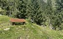 Ein ruhiger Wald mit hohen Tannen und grünem Gras. Eine kleine Bank lädt zum Entspannen in der Natur ein.