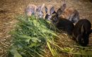 Eine Gruppe von Kaninchen frisst frisches Gemüse auf dem Boden. Der Stall ist mit Stroh ausgelegt und die Tiere sind aufmerksam beim Essen.