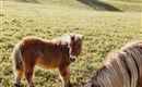 Lammwirt - Tiere (27)