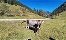 Eine Kuh auf einer grünen Wiese mit Bergen im Hintergrund. Der Himmel ist blau und sonnig.