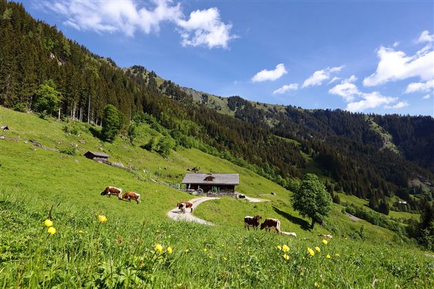 Aigenalm-Paulhütte, 1.280 m