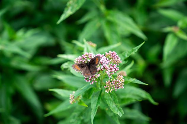 Fauna & Flora