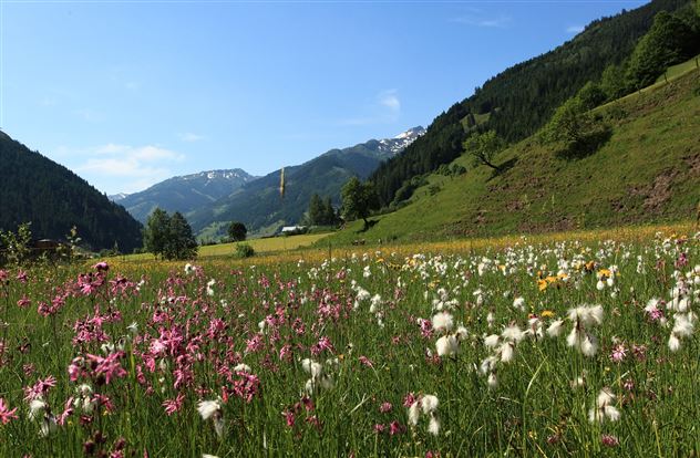 Reitbauern Blumenwiese
