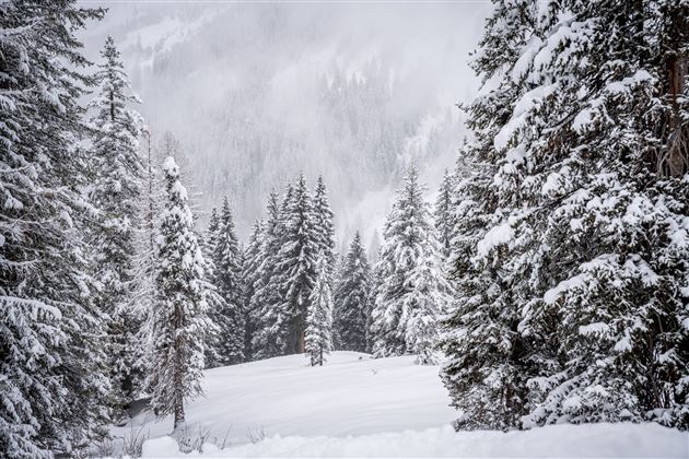 Verschneiter Winterwald